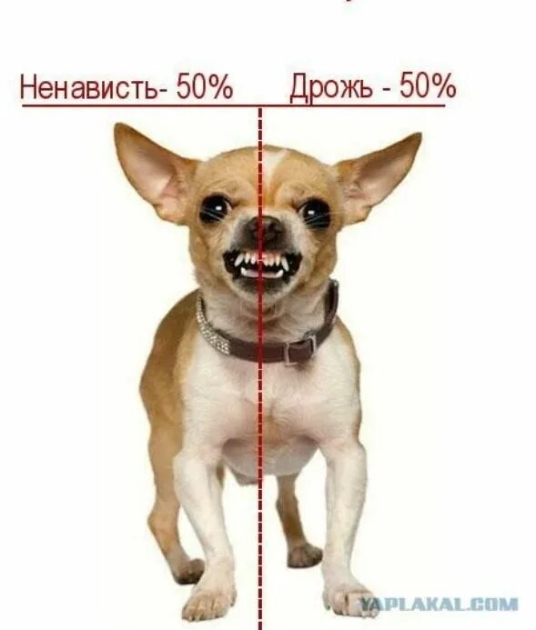 Чихуахуа 50% ненависти 50% дрожи. Картинки чихуахуа. Чихуа ненависть. Анатомия чихуахуа. Смс на телефон чих чих