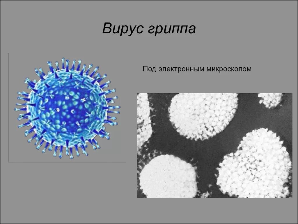 Грипп какие бактерии. Вирус гриппа электронная микроскопия. Структура вируса гриппа электронная микроскопия. Возбудитель гриппа под микроскопом. Вирус гриппа под микроскопом.