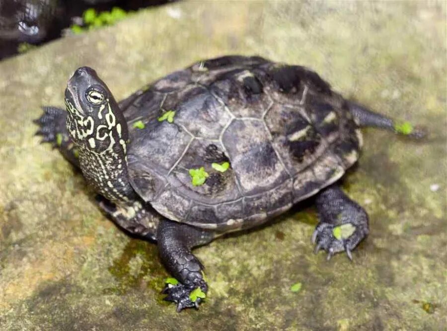 Черепаха какие звуки. Прудовая черепаха Ривза. Китайская трехкилевая черепаха. Chinemys reevesii. Мускусная черепаха.