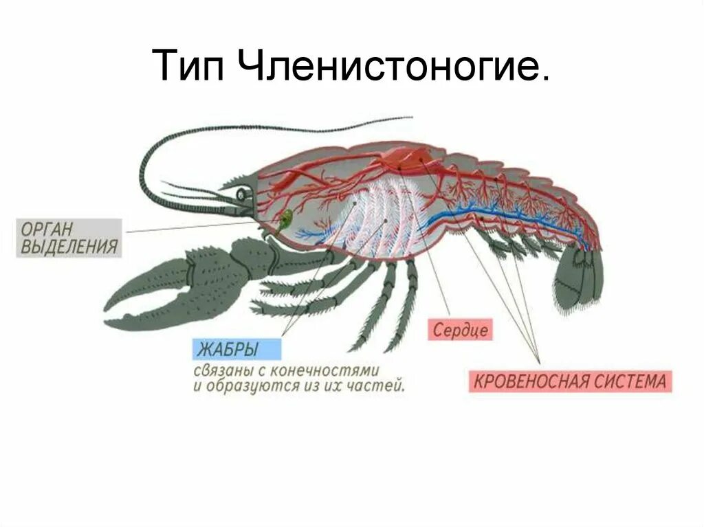 Членистоногие какой тип. Членистоногие выделительная система. Эволюция кровеносной системы у членистоногих. Строение хитинового скелета членистоногих. Строение кровеносной системы членистоногих.