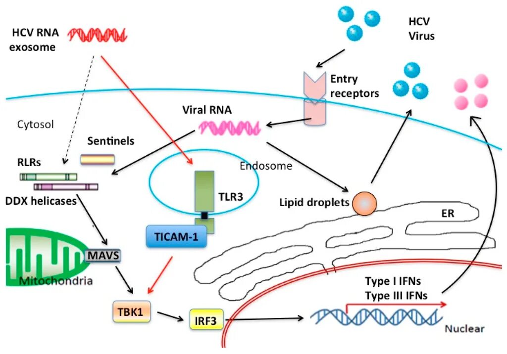 Hcv rna. HCV RNA как найти. HCV Сташионэри. Магнит HCV. Cap in RNA viruses.