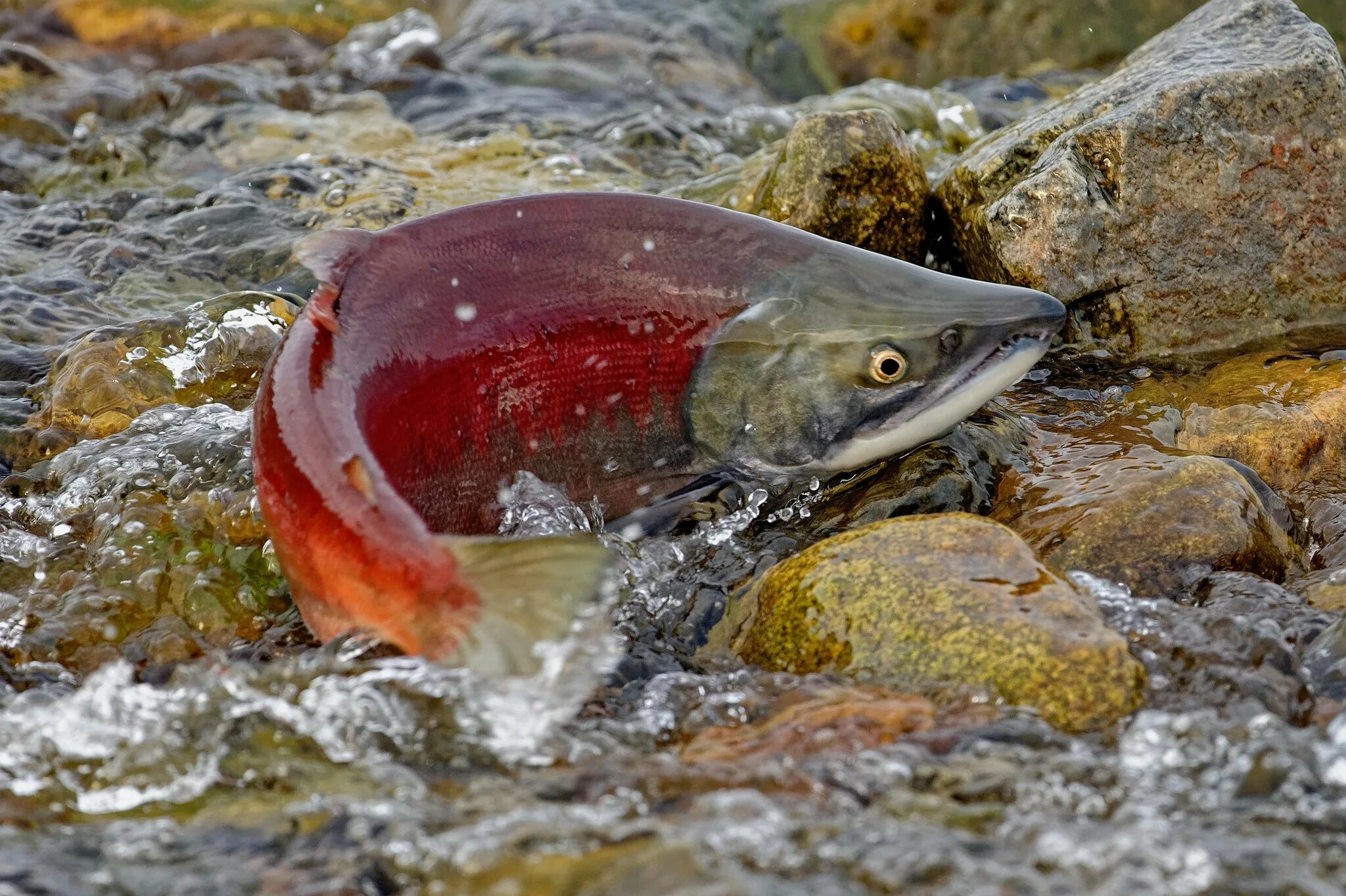 Нерест рыбы в озере. Нерка рыба. Нерка(Oncorhynchus). Нерка нерест. Нерка Камчатская.