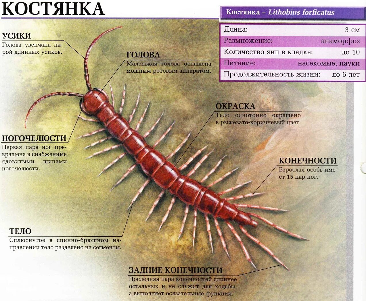 Конечности беспозвоночных. Костянка Lithobius forficatus. Строение костянки многоножки. Сколопендра строение. Строение сороконожки внешнее.