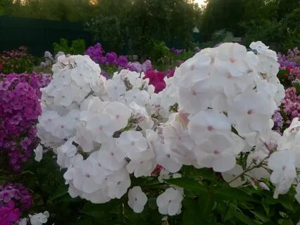 Сад флоксов анны калугиной каталог