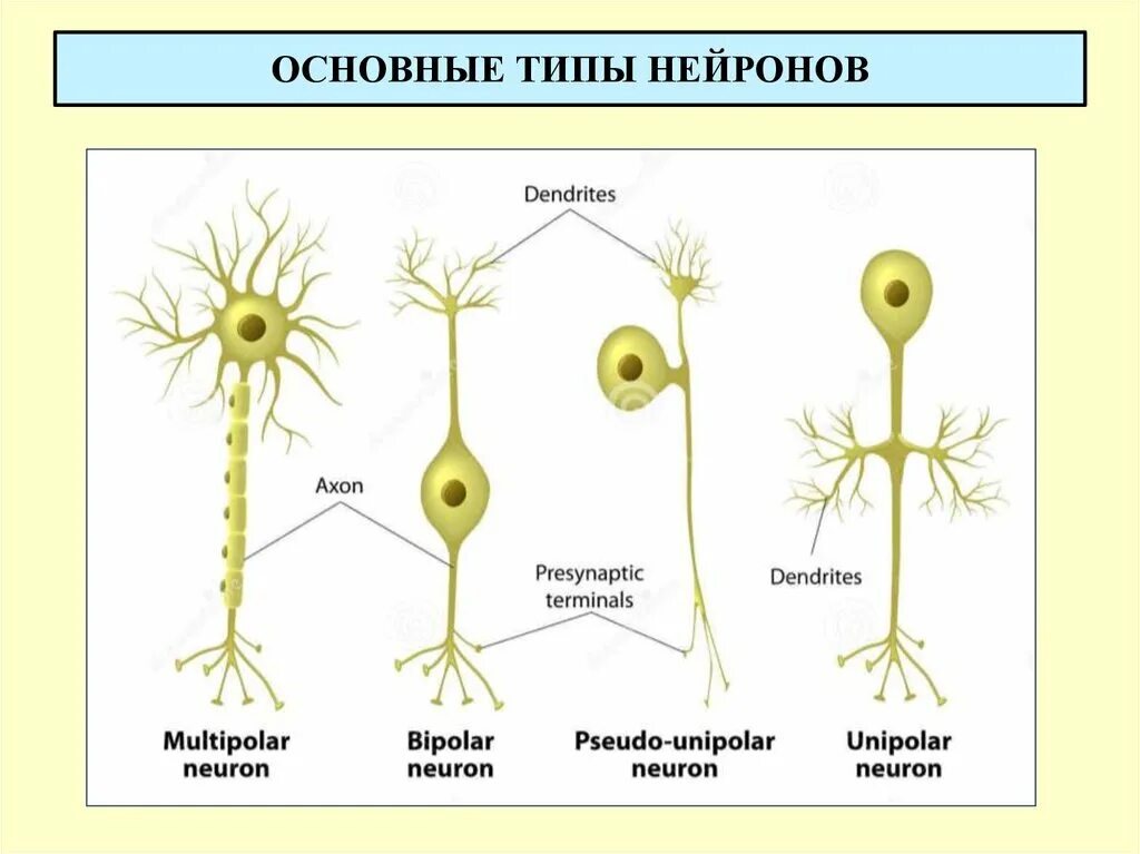 Группы нервных клеток. Типы нейрональных клеток основные и функции. нейрон строение функции типы. типы нейронов и их функции таблица. типы нейронов по функциям.