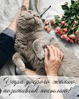 Кошки позитивные доброе