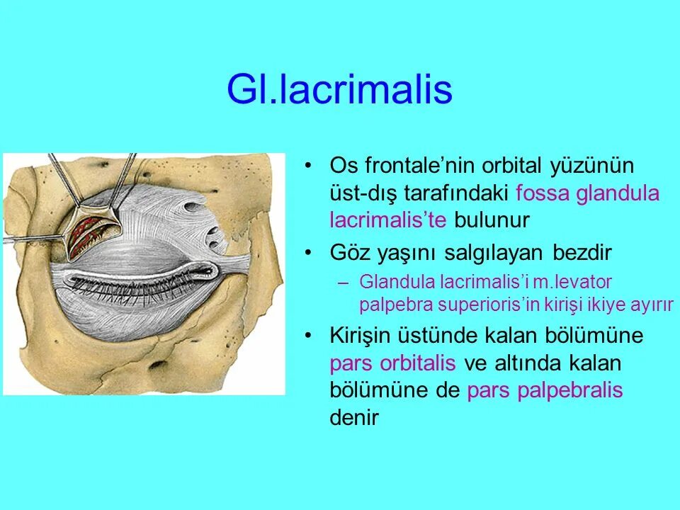 Pars orbitalis