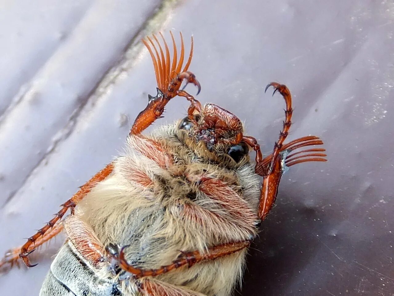 Майский хрущ. Хрущ жук. Шаранка майский жук. Майский жук (хрущ майский). Майский жук хрущ.