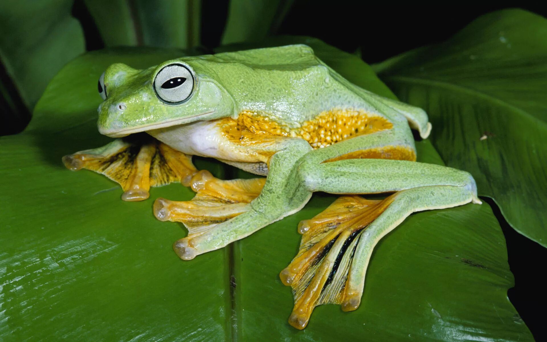 Elephant frog. Чернолапый веслоног. Лягушка веслоног. Яванская веслоногая летающая лягушка. Чернолапый веслоног лягушка.