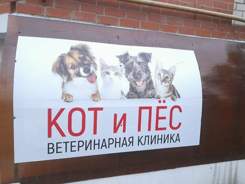 клиника кот и пес. профессия ветеринар. ветеринарная клиника. ветлечебница пес и кот в хабаровске. ветлечебница кот и пес.