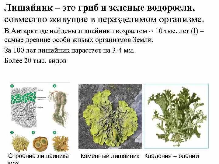 Чем отличаются лишайники от грибов. Строение лишайников: накипные, листоватые, кустистые.. Гриб и водоросль в лишайнике. Симбиоз гриба и водоросли в лишайнике. Строение лишайника.