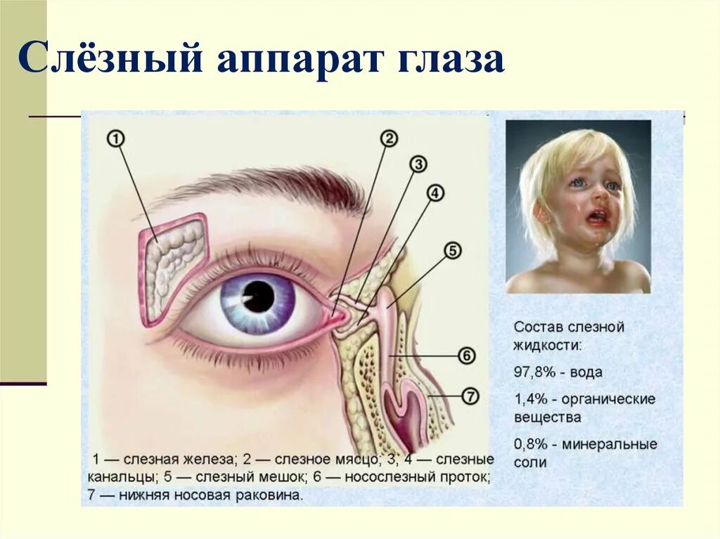 Секрет слезных желез