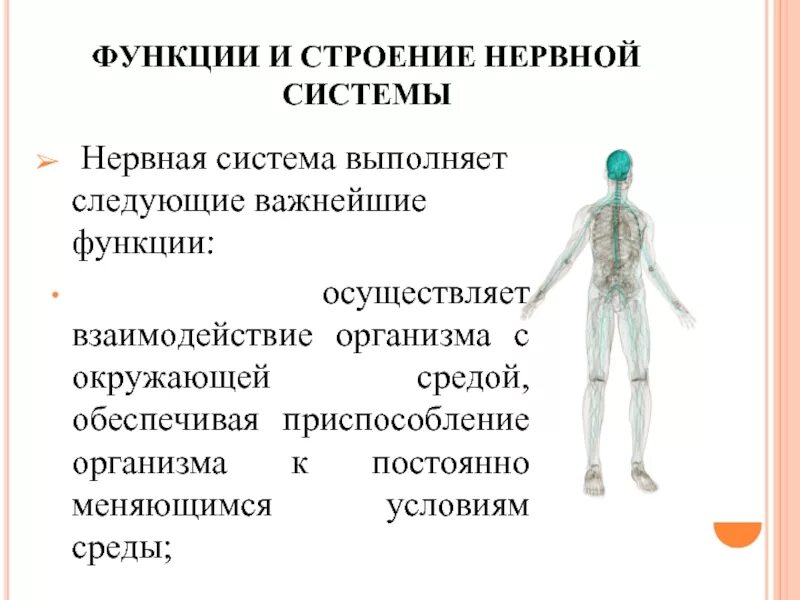 1 функции нервов. Строение и функции нервной системы. Функции нервной системы человека. Нервная система человека выполняет функции. Нервная система выполняет следующие функции.