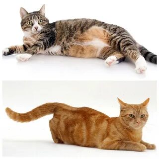 Сколько дней гуляет кошка