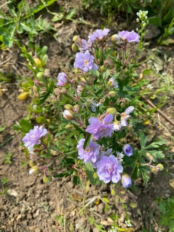 Polestar пеларгония. Пеларгония нано дип роуз. Герань великолепная (geranium magnificum). Пеларгония нано. Geranium robertianum.