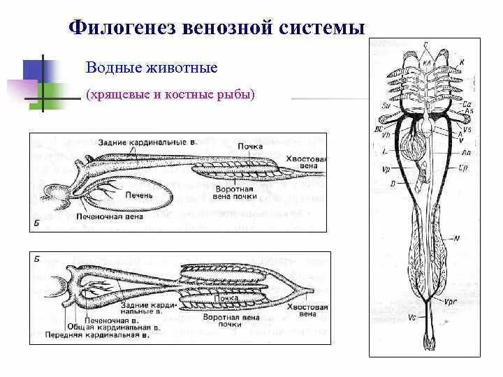 Кровеносная система костистых рыб. Фило и онтогенез лимфатической системы животных. Филогенез кровеносной системы рыб. Кровеносная система система костных рыб.