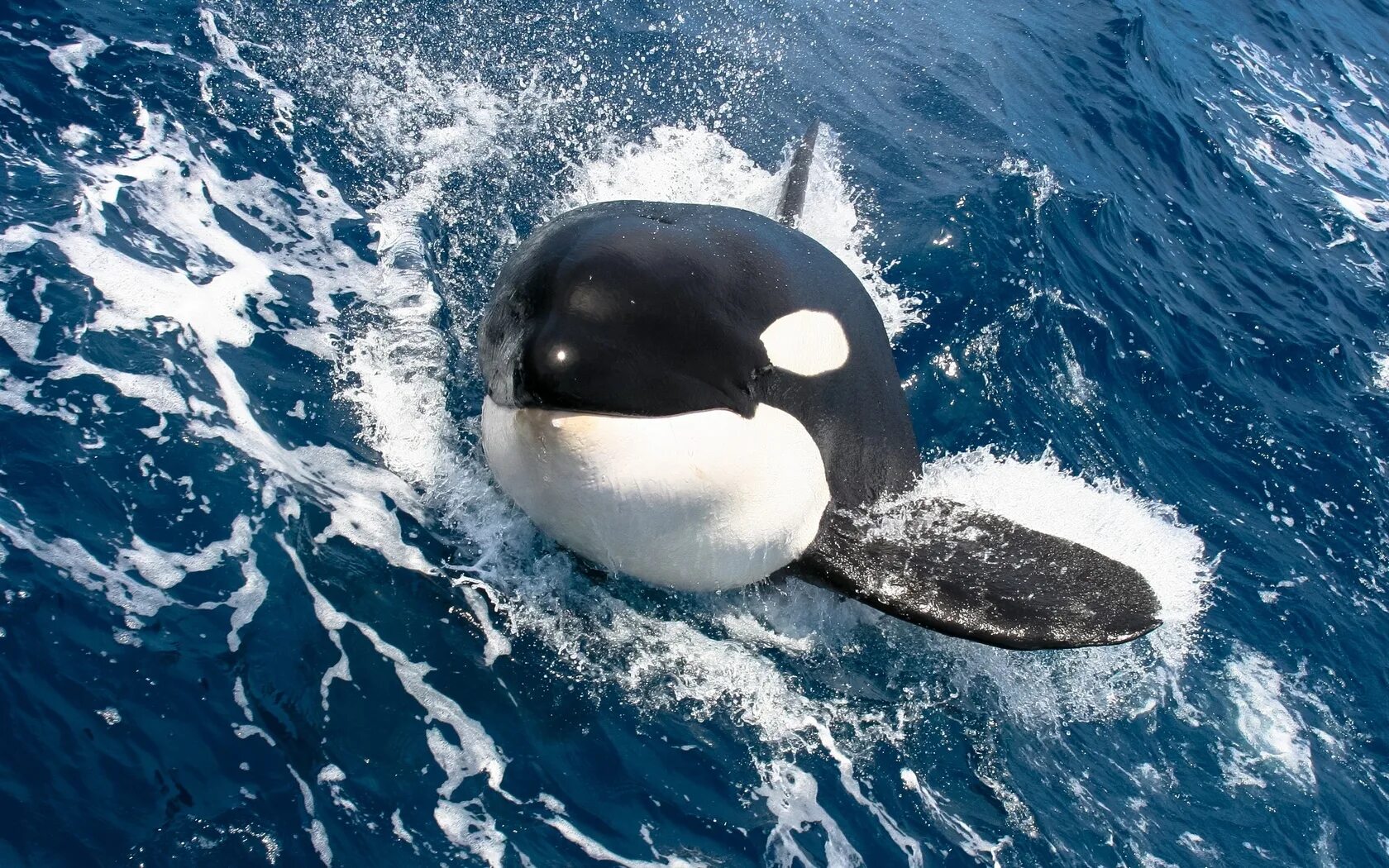 Среда обитания касатки. Кит-Касатка. Orcinus Orca коса́тка Orca Killer Whale. Ванкувер касатки.