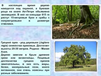 Дерево находится в состоянии при комнатной температуре