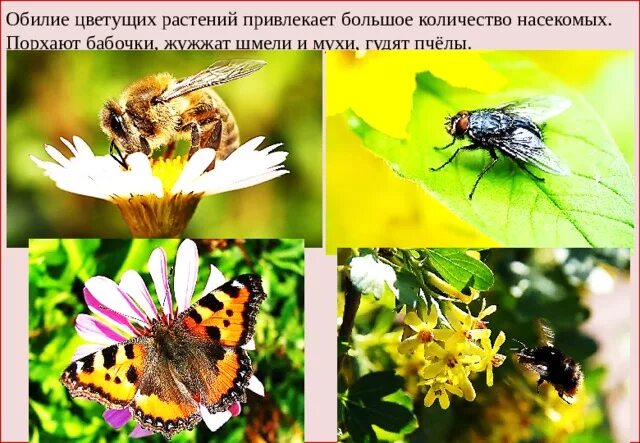 Сезонные изменения насекомых 2 класс окружающий мир. Сезонные изменения насекомых 2 класс окружающий мир
