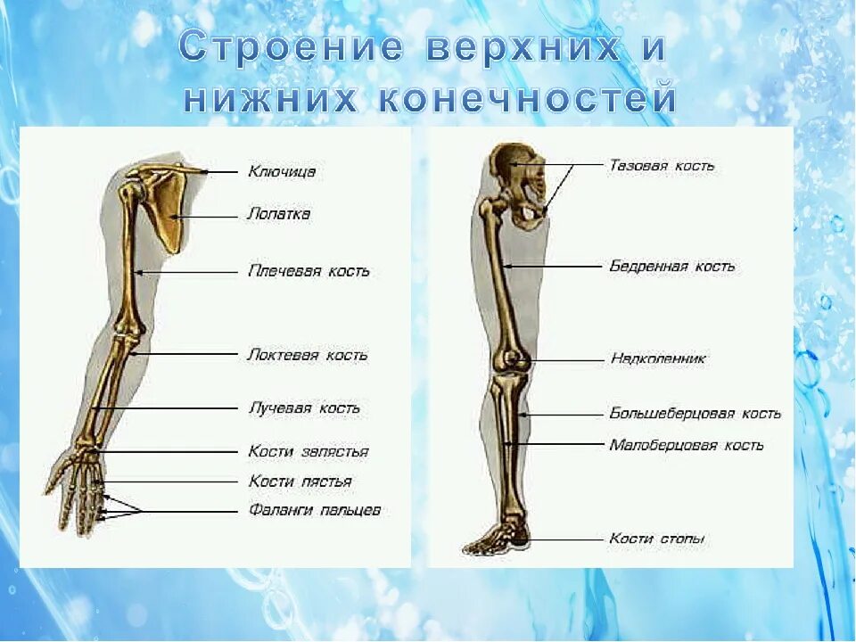 Схема строения нижней конечности. Анатомия костей нижних конечностей человека. Строение скелета верхней конечности. Строение верхних и нижних конечностей.