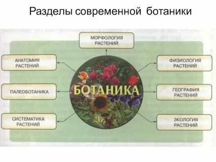 Ботаническая наука изучает фотосинтез