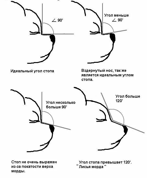 Какой должен быть нос у собаки
