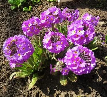 Примула на участке