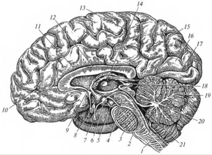 Поперечный срез головного мозга. Сагиттальный разрез головного мозга. Сагиттальное сечение головного мозга. Промежуточный мозг Сагиттальный разрез головного мозга. Задний мозг полость