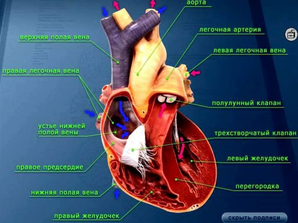 Сердце устройство и работа. Строение сердца. сердце человека биология. строение человеческого сердца. строение сердца биология.