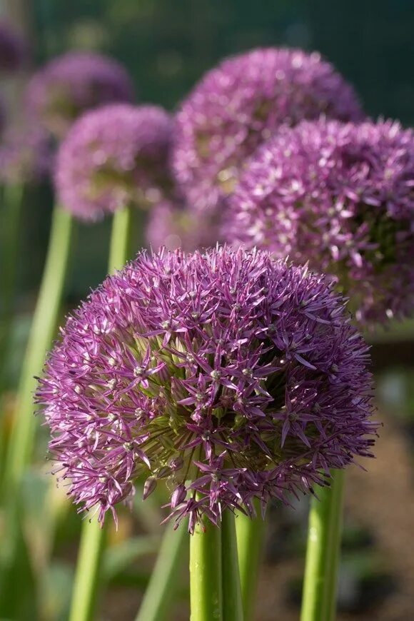 Allium roseum - Image of an specimen - Plantarium