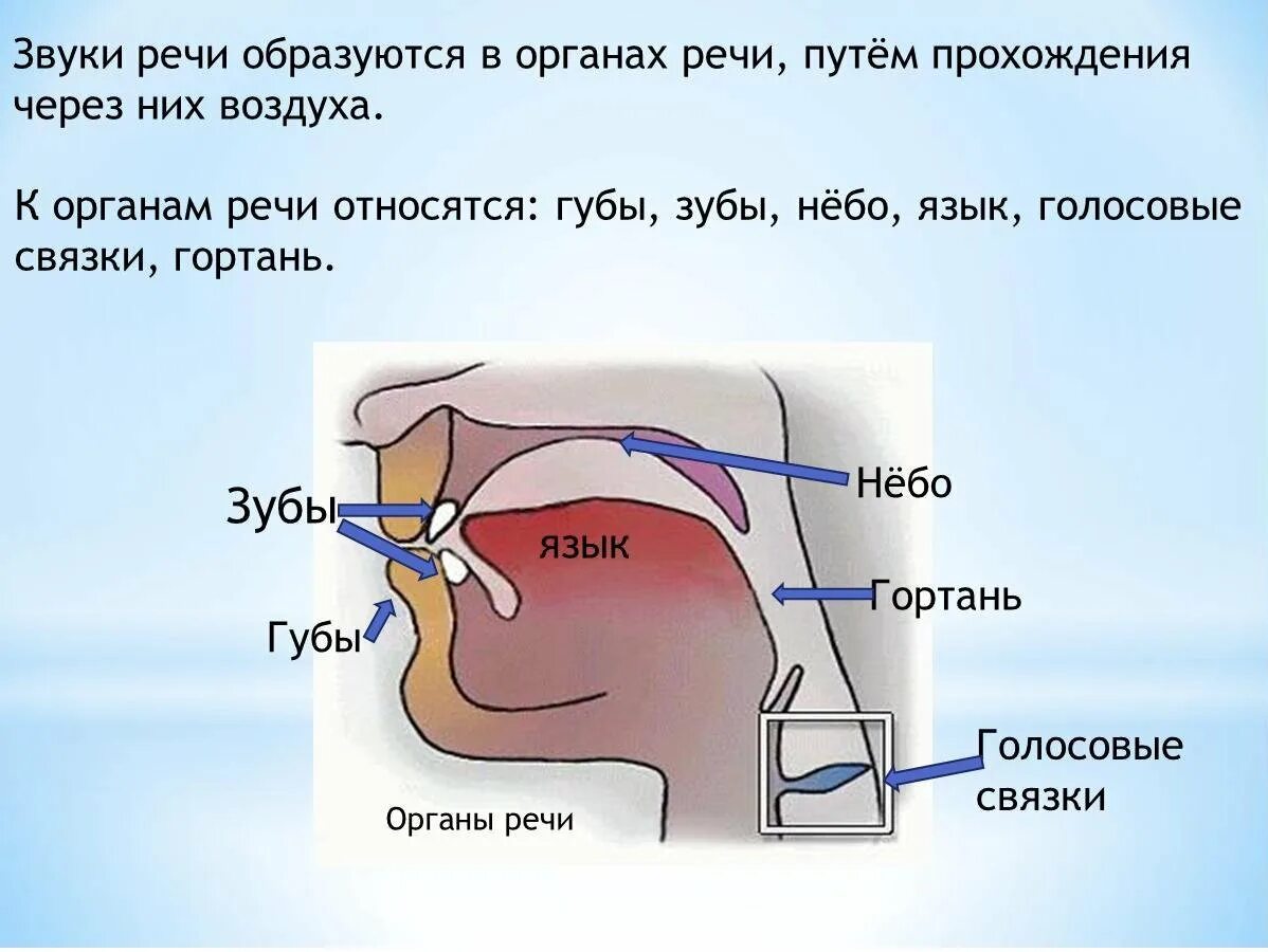 Объясни как возникает звук. Органы участвующие в образовании звуков речи. Органы речи рисунок. Речь органы речи. Схема органов речи.