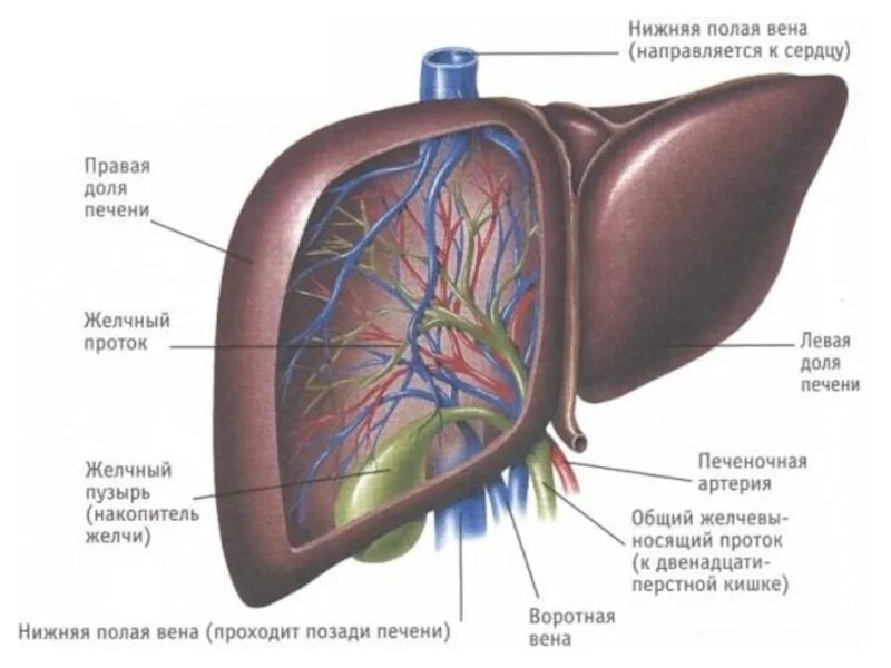 Внешнее строение печени. Печень анатомия. печень анатомия человека. части печени анатомия.