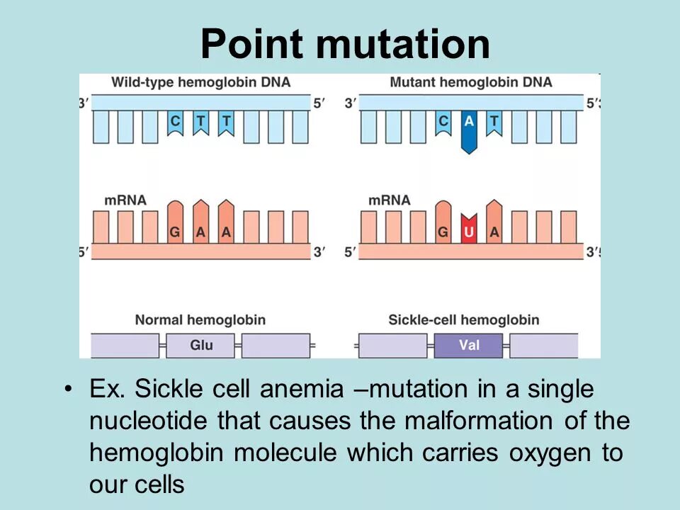 Global mutation. Types of Mutations. Point Mutation is. Mutation по. Point Mutation DNA.