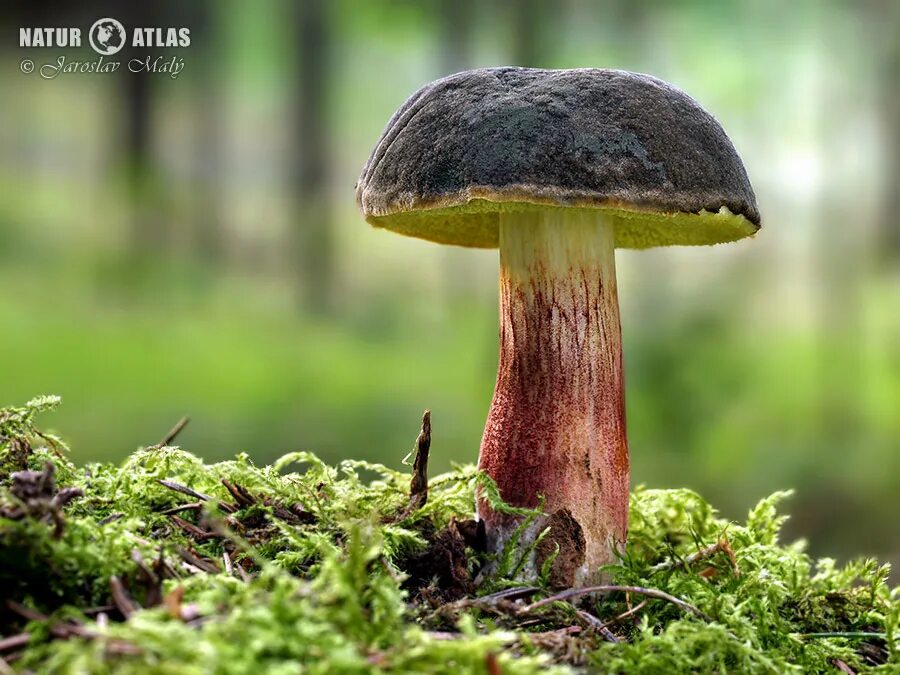 бархатный коричневый гриб. моховик красный xerocomus rubellus. трубчатый гриб моховик. грибы рядовки с красной шляпкой. черно синий гриб.