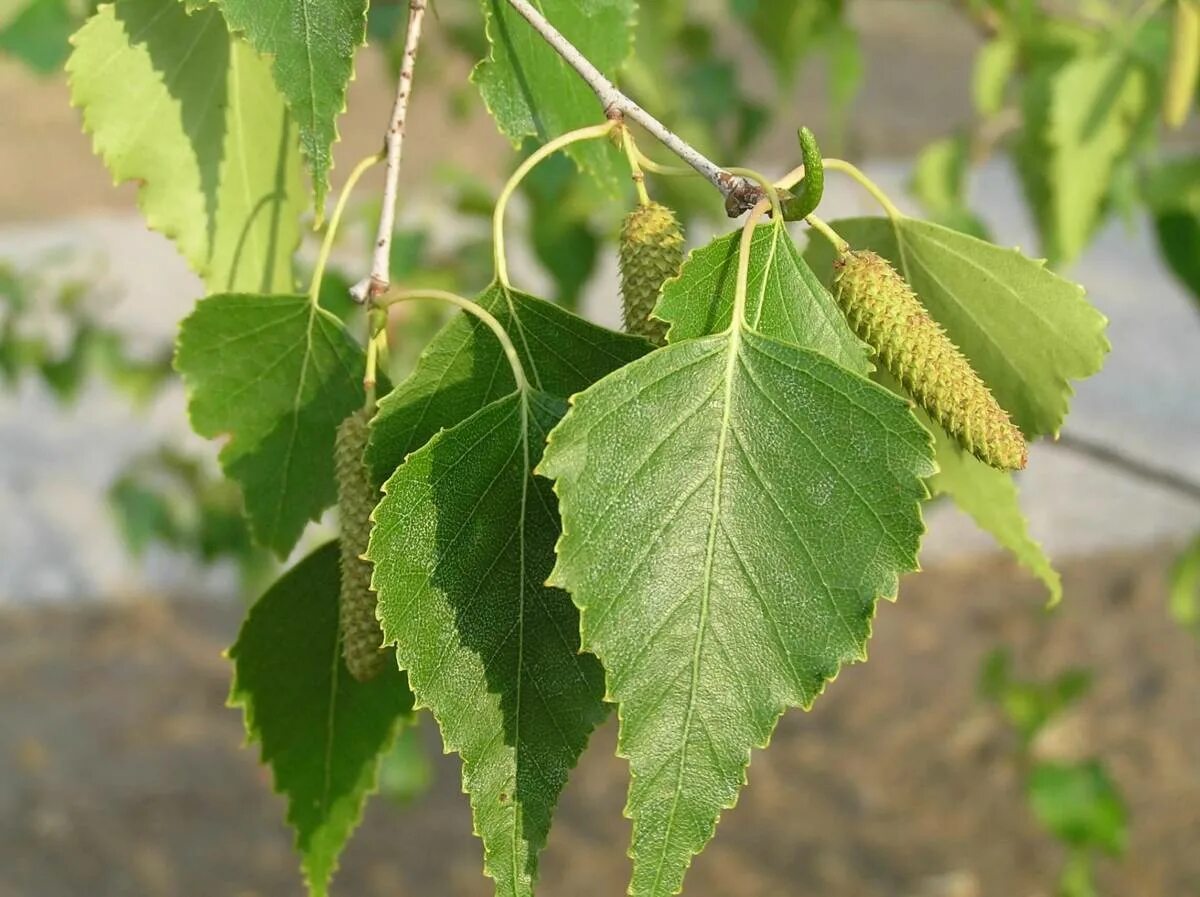 Листики березки. Береза повислая листья. Береза повислая листок. Betula populifolia. Береза бородавчатая листья.