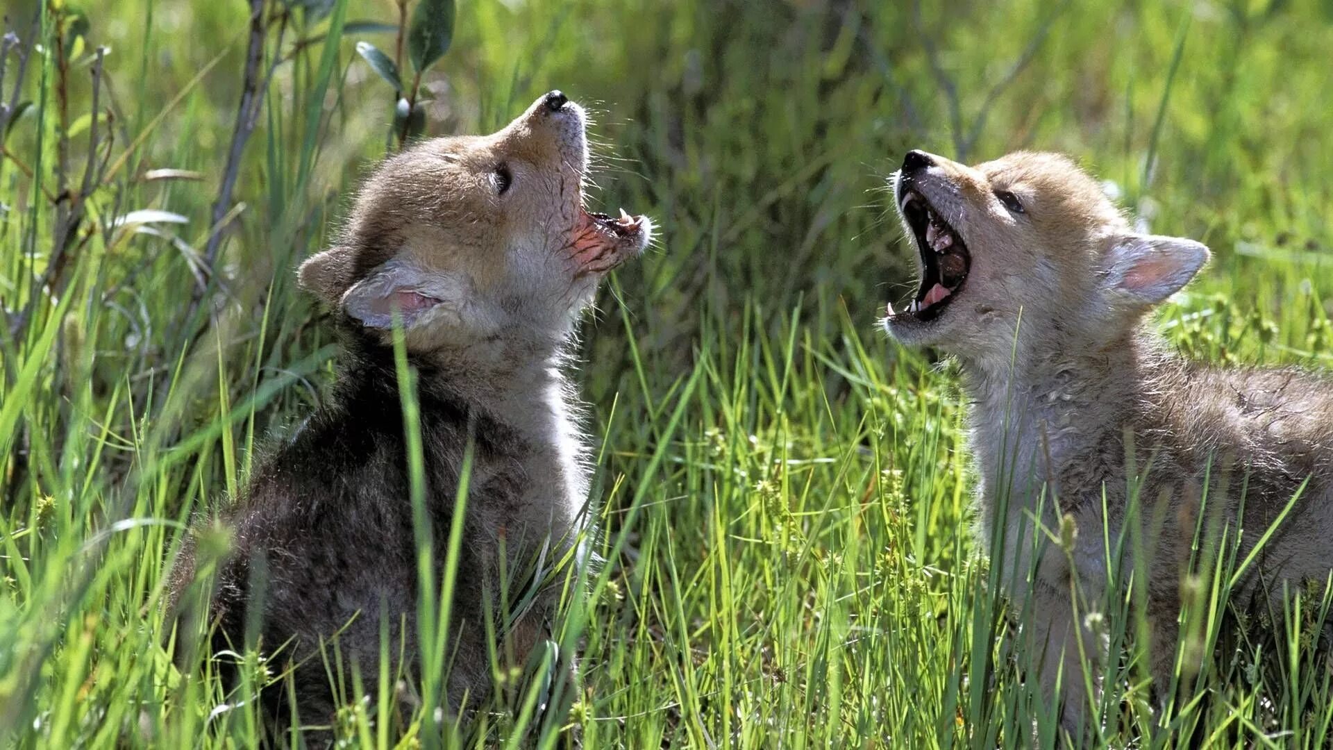 U animal. Животные весной. Детеныши диких животных. Подражание у животных. Дикие животные весной.