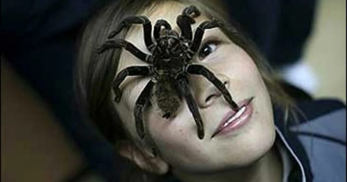 Тарантулы опасен ли для человека. Паук птицеед Голиаф. Оса паук птицеед. Огромный паук. Самый большой паук.