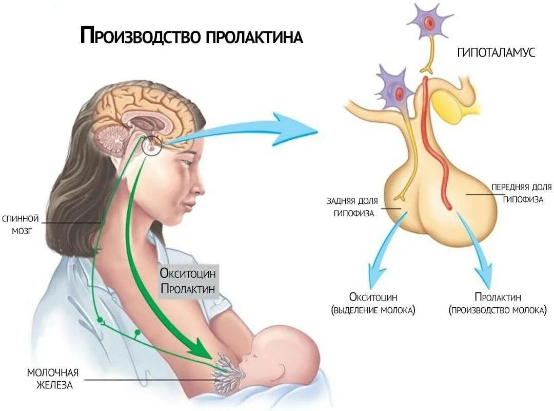 Пролактин график цикла. Лактотропный гормон вырабатывается. Пролактин гормон гипофиза. Пролактин вырабатывается. Как снизить пролактин у мужчин