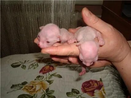 На какой день открывают глаза