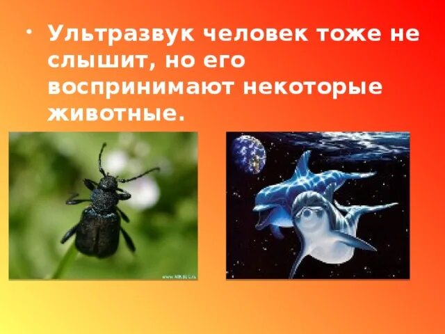 Кто слышит ультразвук. Ультразвук человек тоже не слышит. Какие животные воспринимают ультразвук. Инфразвук животные. Слышу ультразвук