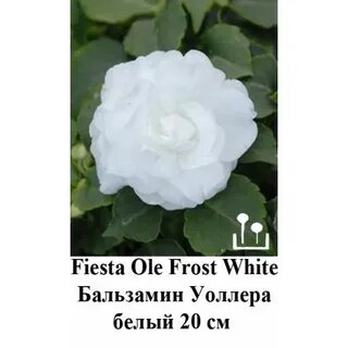 Фиеста оле