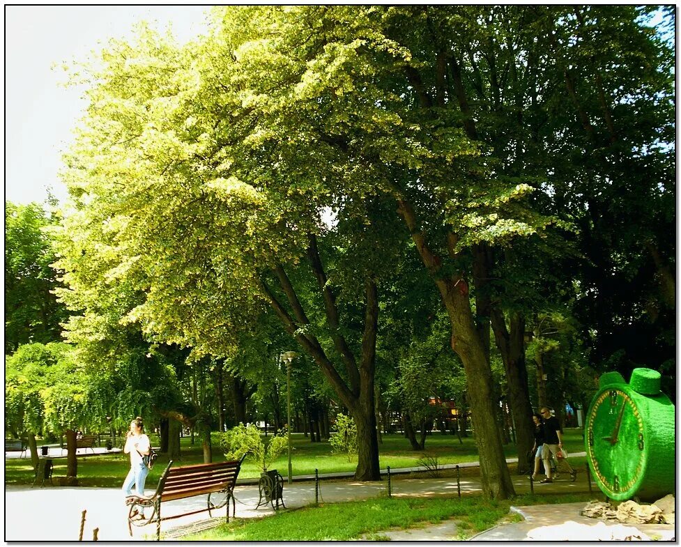 Тройная липовая аллея в павловске. Целые города выросли под липами. Аллея лесная курск. Дуб которому 400 лет. Целые города выросли под липами.