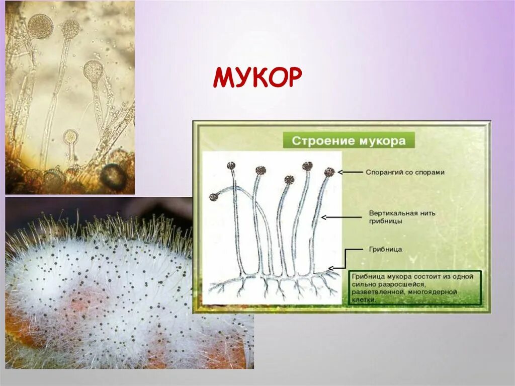 Рассмотрите изображение шести организмов пеницилл мукор. Строение грибов рода Mucor. Строение грибницы мицелия. Строение мицелия мукора. Строение спорангия мукора.