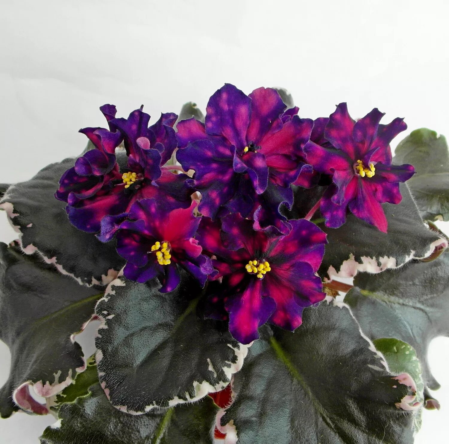 фиалка ват-звездочет 100р. фиалка ват звездочет. фиалка звездочет морев. сенполия ват-звездочет. фиалка см звездочет.