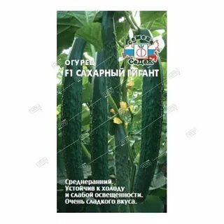 Сахарный огурец