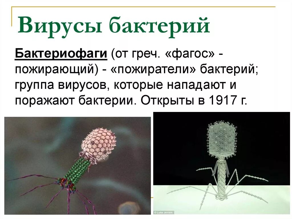 Тема бактерии и вирусы 5 класс. Вирус бактериофаг. Вирусы бактерий называют. Бактериофаг и бактерия. Вирусы бактерии микробы.