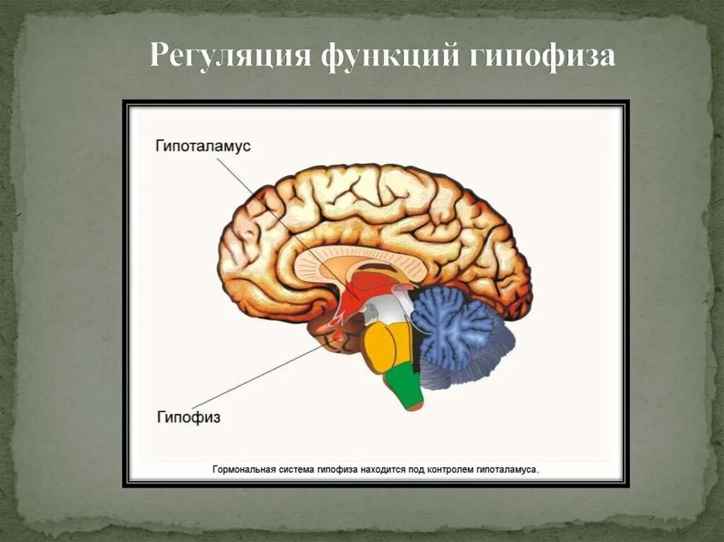 Гипофиз функции мозг. Регуляция функций гипофиза. Гипофиз функции. Где находится гипофиз. Где находится гипофиз и гипоталамус картинка.