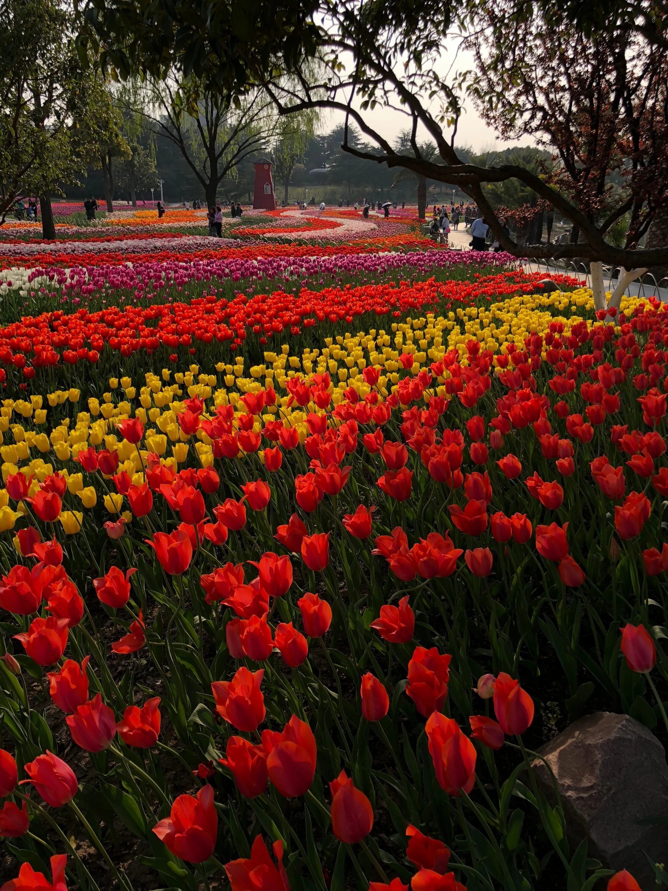 Парк тюльпанов Амстердам. Тюльпан Сеул. Тюльпаны в парке. Тюльпаны в Шанхае. Купить тюльпаны в алматы