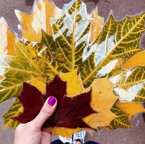 Заламинированные осенние листья. Ламинированные осенние листья. Поделки из ламинированных листьев. Поделки из листьев заламинировать.