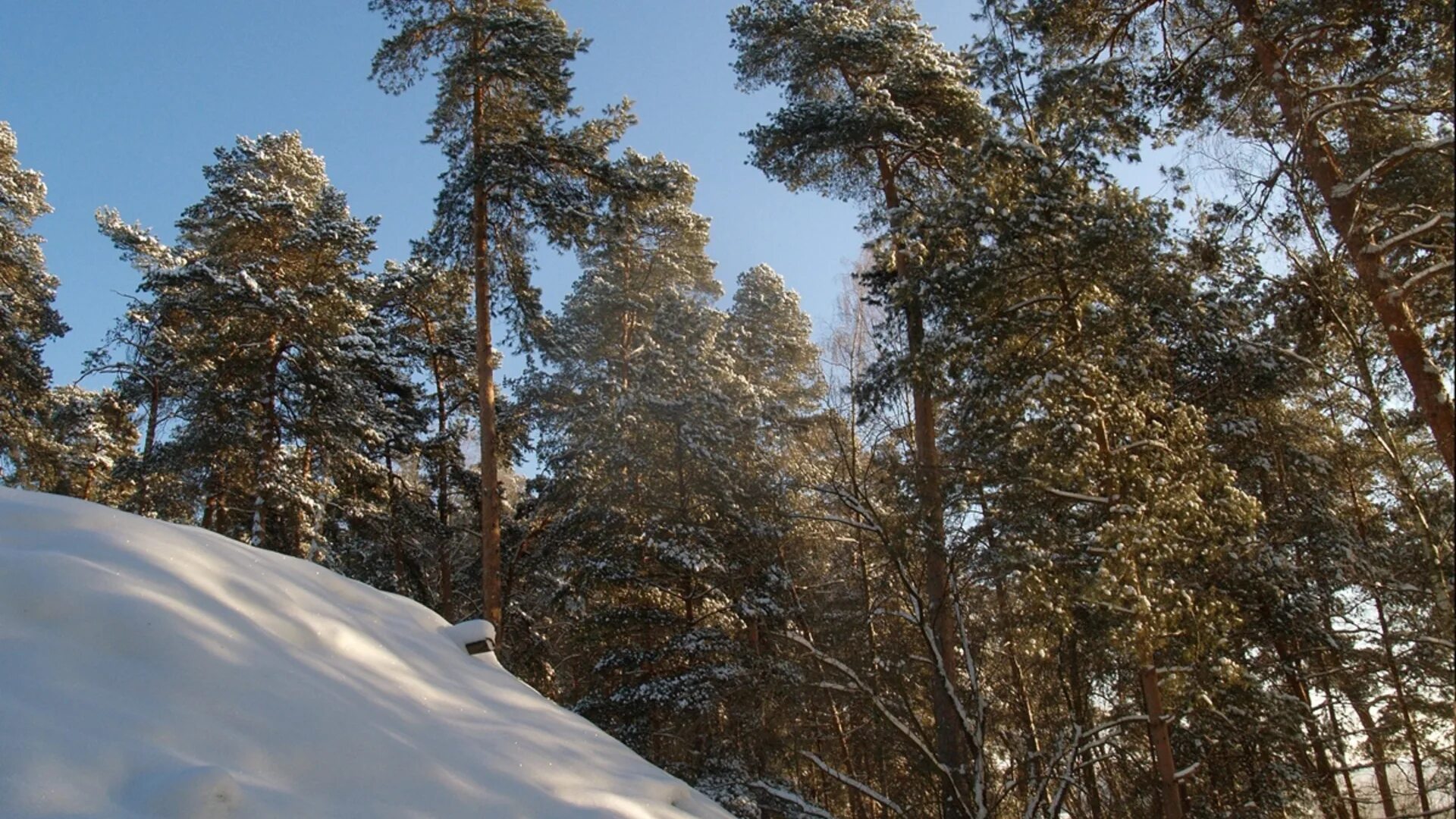 Прогноз тарусе